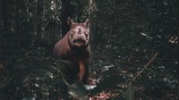 Pari sudah ditemukan sejak lama melalui camera trap yang dipasang di dalam hutan Kabupaten Mahakam Ulu (Mahulu). Meski di alam bebas, keselamatan Pari terancam.
