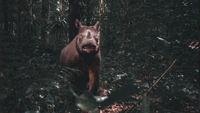 Potret Pari, Satu dari Dua Badak Kalimantan yang Tersisa Potret Pari, Satu dari Dua Badak Kalimantan yang Tersisa