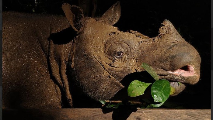 Potret Pari, Satu dari Dua Badak Kalimantan yang Tersisa