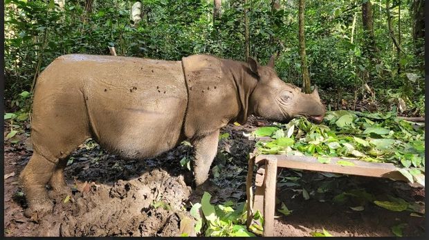 Potret Pari, Satu dari Dua Badak Kalimantan yang Tersisa Potret Pari, Satu dari Dua Badak Kalimantan yang Tersisa
