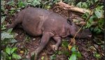 Potret Pari, Badak Kalimantan yang Harus Diselamatkan karena Hidup Sendirian