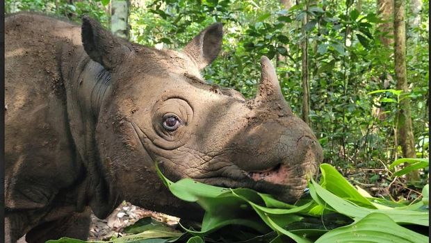 Potret Pari, Satu dari Dua Badak Kalimantan yang Tersisa Potret Pari, Satu dari Dua Badak Kalimantan yang Tersisa