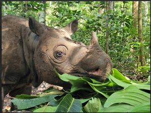 Sama-sama Tersisa Dua Betina, Badak Kalimantan dan Afrika Berpacu dengan Waktu