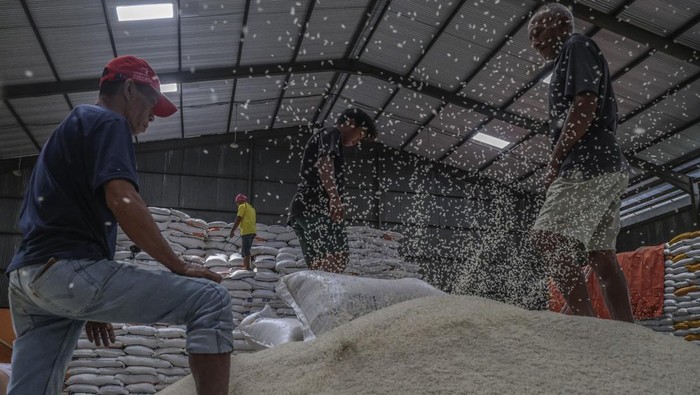 Sejumlah pekerja membongkar muat beras di Gudang Bulog Ternate, Maluku Utara, Kamis (28/8/2025). Kementerian Pertanian menyebutkan proyeksi ketersediaan beras nasional periode Januari-Desember 2025 sebanyak 36,98 juta ton dengan kebutuhan beras 23,2 juta ton dan surplus pada Januari-September 2025 diperkirakan mencapai 13,78 juta ton, capaian tersebut positif bagi ketahanan pangan nasional sekaligus mendukung target swasembada yang dicanangkan Presiden Prabowo Subianto. ANTARA FOTO/Andri Saputra