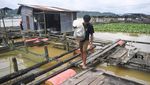 Panen Ikan Nila Dorong Peningkatan Konsumsi di Kaltim