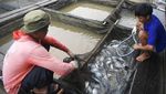 Panen Ikan Nila Dorong Peningkatan Konsumsi di Kaltim