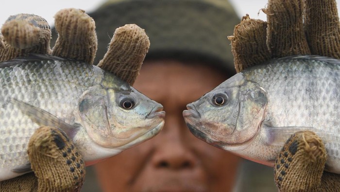 Tingkat konsumsi ikan di Kaltim meningkat Petani menunjukkan ikan nila saat panen di keramba kawasan Loa Kulu, Kutai Kartanegara, Kalimantan Timur, Kamis (28/8/2025). Berdasarkan data Dinas Kelautan dan Perikanan (DKP) Kalimantan Timur, angka konsumsi ikan (AKI) di Kaltim meningkat menjadi 59,75 kilogram per kapita per tahun pada 2024 dibandingkan tahun sebelumnya sekitar 58 kilogram. ANTARA FOTO/M Risyal Hidayat/rwa.
