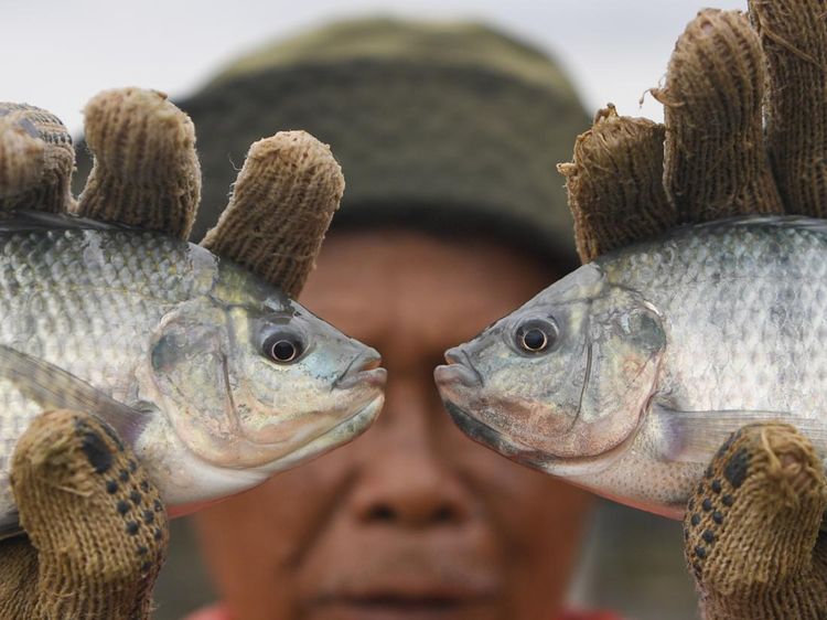 Panen Ikan Nila Dorong Peningkatan Konsumsi di Kaltim