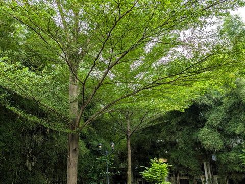 Terminalia mantaly or in Indonesia called Ketapang Kencana tree. Is a type of shade plant