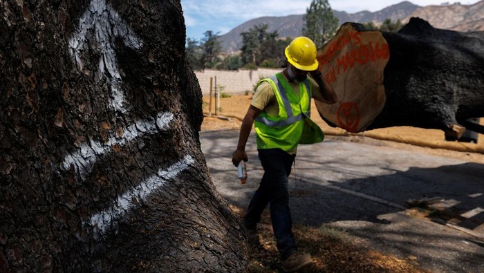 A drone view shows Jeff Perry, founder of Angel City Lumber, as he drives away in his mechanized tractor to collect trees lost to the Eaton Fire, in Altadena, California, U.S., August 21, 2025. Perry is helping residents rebuild their homes with wood from trees damaged in the fire.  REUTERS/Mike Blake