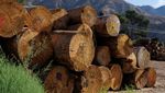 Dari Kayu Kebakaran Hutan Jadi Atap Penuh Harapan