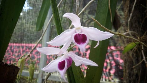 Koleksi anggrek Kebun Raya Kendari, Dendrobium Anosmum Lindl.