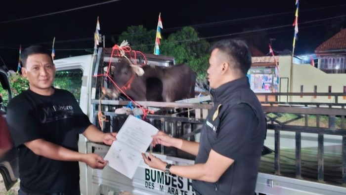Serah terima sapi Bumdes yang ditemukan di Tanjung Lubuk OKI.