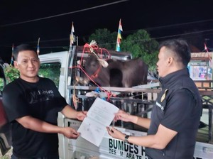 Sapi Bumdes Muara Telang yang Hilang Dicuri Ditemukan di Tanjung Lubuk OKI