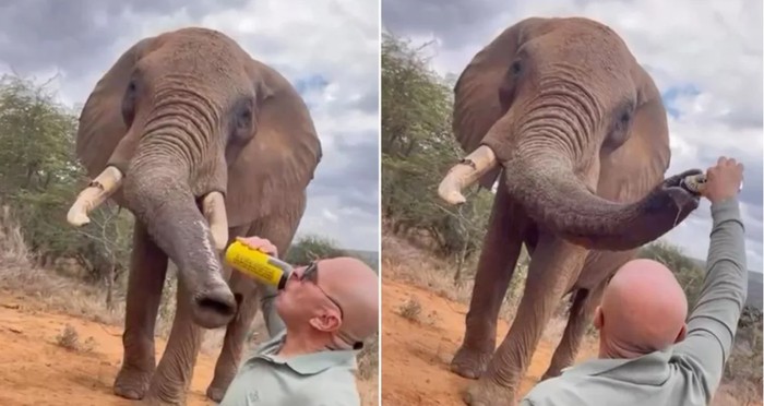 Turis kasih bir ke gajah liar