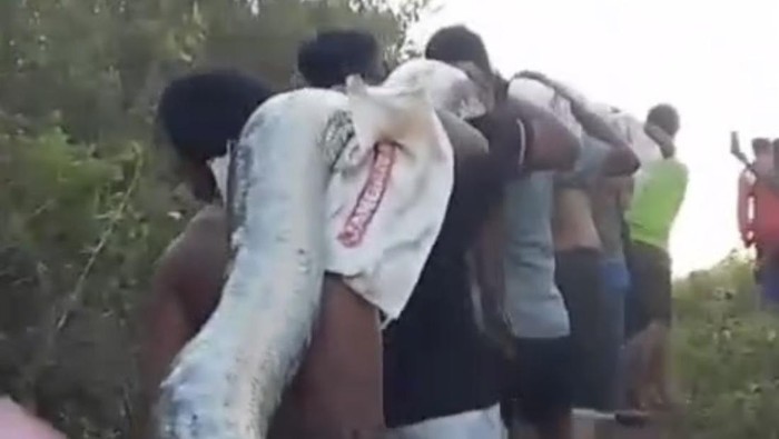 Warga di Kabupaten Muna, Sulawesi Tenggara (Sultra) dibuat kaget dengan kemunculan ular piton berukuran 6 meter saat hendak ke kebun.