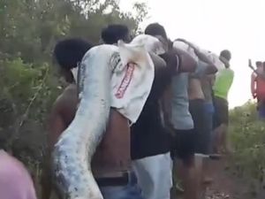 Heboh Warga Ramai-ramai Tebas Kepala Ular Piton 6 Meter