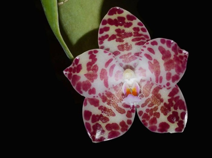 Anggrek bulan raksasa (Phalaenopsis gigantea).