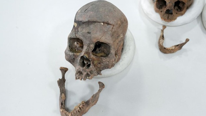 DNA Purba Ungkap Garis Keturunan Manusia Misterius di Kolombia Dr. Andrea Casas, a researcher at the National University's Genetics Institute, and Jose Vicente Rodriguez, a professor of the anthropology department at the university, stand next to human skulls excavated at archeological sites near the country's capital, after scientists fully sequenced the DNA of the ancient remains, which revealed a previously unknown lineage of human beings, in Bogota, Colombia, August 21, 2025. REUTERS/Nathalia Angarita