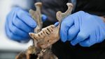 DNA Purba Ungkap Garis Keturunan Manusia Misterius di Kolombia