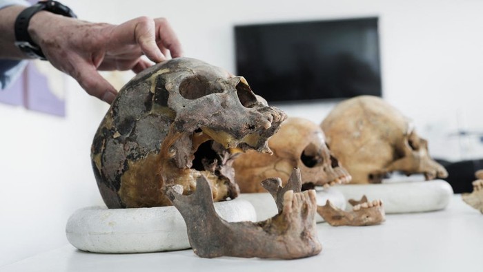 DNA Purba Ungkap Garis Keturunan Manusia Misterius di Kolombia Dr. Andrea Casas, a researcher at the National University's Genetics Institute, and Jose Vicente Rodriguez, a professor of the anthropology department at the university, stand next to human skulls excavated at archeological sites near the country's capital, after scientists fully sequenced the DNA of the ancient remains, which revealed a previously unknown lineage of human beings, in Bogota, Colombia, August 21, 2025. REUTERS/Nathalia Angarita