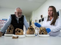 DNA Purba Ungkap Garis Keturunan Manusia Misterius di Kolombia