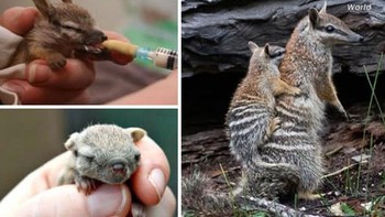 Numbat, mamalia kecil dari hutan eukaliptus Australia barat daya, hidup di antara batang kayu tumbang dan pohon berlubang, bergantung pada rayap sebagai makanan utama yang diambil dengan lidah panjang dan lengket. Berpenampilan menawan dengan bulu cokelat kemerahan bergaris putih, mata besar, dan moncong halus, numbat diurnal yang pemalu ini mengajarkan bayinya keterampilan bertahan hidup sejak dini. Terancam punah akibat hilangnya habitat, predasi rubah, dan kebakaran hutan, numbat dilindungi melalui program pengembangbiakan dan habitat konservasi. Menariknya, numbat bisa memakan hingga 20.000 rayap sehari, dengan pola garis-garisnya membantu kamuflase di serasah daun. Foto: Boredpanda