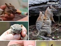 Deretan Hewan Unik di Dunia yang Jarang Orang Ketahui