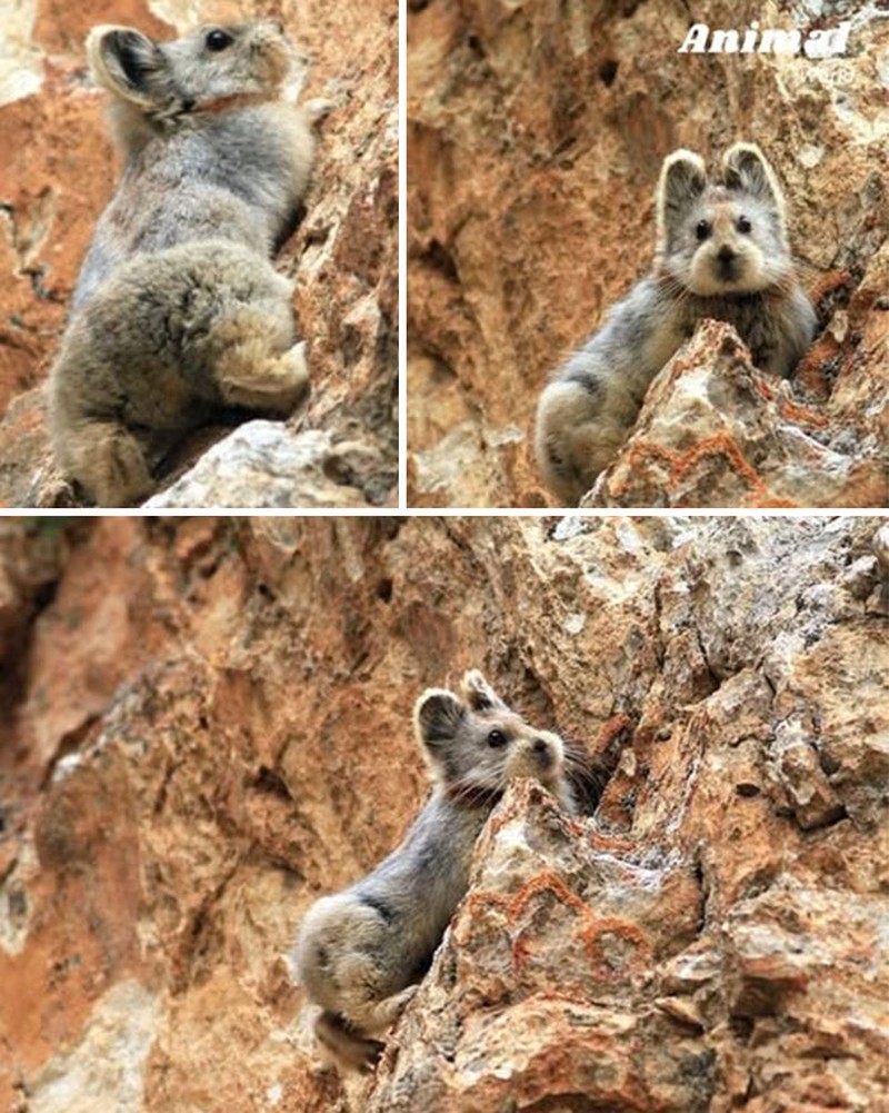 Hewan Unik di Dunia yang Jarang Orang Ketahui