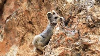 Eli Pika, mamalia kecil bertubuh bulat dengan bulu abu-abu kecokelatan dan telinga besar, menghuni lereng berbatu dan padang rumput alpen di Amerika Utara dan sebagian Eropa, berlindung di celah-celah dingin yang sulit dijangkau predator. Aktif di siang hari, pika yang dijuluki beruang gunung ini berjemur untuk menghemat energi, mengeluarkan panggilan alarm bernada tinggi, dan dengan tangguh mengumpulkan rumput serta herba untuk tumpukan jerami sebagai cadangan musim dingin. Meski berstatus Least Concern, pika rentan terhadap perubahan iklim yang mengancam habitatnya. Dengan cakar tajam dan sikap berani, pika memainkan peran penting dalam ekosistem pegunungan, mendaur ulang nutrisi dan menyediakan makanan bagi predator, menunjukkan kehebatan meski bertubuh kecil. Foto: Boredpanda