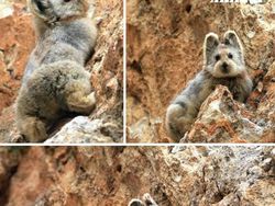 Deretan Hewan Unik di Dunia yang Jarang Orang Ketahui