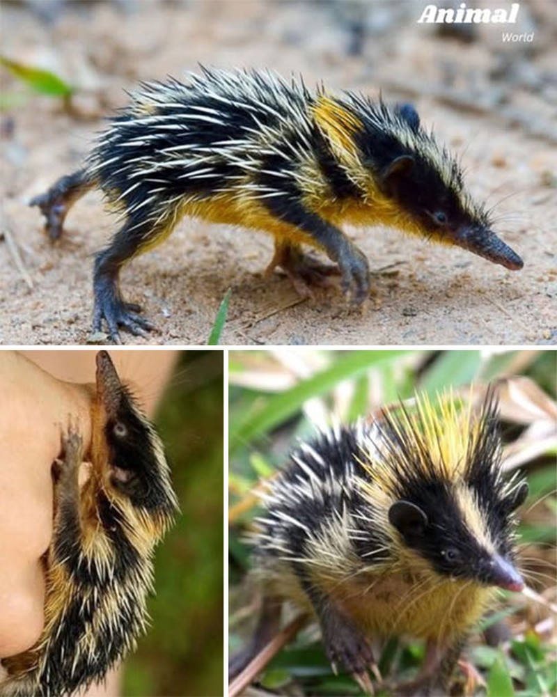 Hewan Unik di Dunia yang Jarang Orang Ketahui