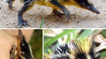 Tenrec bergaris, mamalia kecil berduri asli hutan hujan Madagaskar, hidup di serasah daun lebat, memakan serangga dengan moncong sensitifnya. Nokturnal, mereka berkomunikasi dengan suara bernada tinggi dari duri yang digesekkan, menyerupai landak namun berkerabat dengan gajah. Garis-garisnya membantu kamuflase, sementara duri melindungi dari predator. Meski tidak terancam punah, deforestasi mengancam habitatnya, menjadikan perlindungan hutan penting untuk kelangsungan hidupnya. Foto: Boredpanda