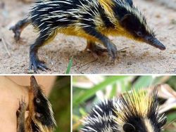 Deretan Hewan Unik di Dunia yang Jarang Orang Ketahui