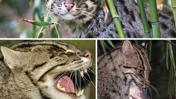 Kucing bakau, kucing liar berukuran sedang dari Asia Selatan dan Tenggara, menghuni hutan bakau dan lahan basah, mahir berenang dengan kaki berselaput dan tubuh berotot. Berbulu abu-abu zaitun dengan garis dan bintik hitam, ia memangsa ikan, katak, dan krustasea. Rentan akibat kerusakan habitat, kucing penyendiri ini menguasai ceruk unik sebagai perenang ulung, menyelam untuk berburu di sungai. Foto: Boredpanda