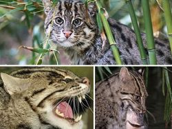 Deretan Hewan Unik di Dunia yang Jarang Orang Ketahui