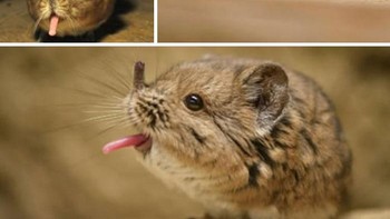 Celurut gajah, mamalia kecil pemakan serangga seukuran tikus, hidup di berbagai habitat Afrika, dari hutan hingga gurun, membangun jalur rumit untuk melarikan diri. Dengan hidung panjang seperti belalai untuk mengendus mangsa dan kaki ramping untuk berlari hingga 28 km/jam, mereka monogami, pemalu, dan sulit dipahami. Meski stabil, beberapa spesies terancam deforestasi. Hidung sensitif dan “jalan raya” mereka menjadikannya keajaiban kecil Afrika. Foto: Boredpanda