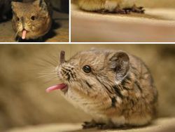 Deretan Hewan Unik di Dunia yang Jarang Orang Ketahui