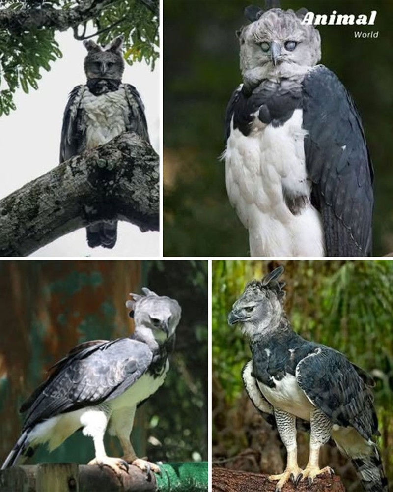 Hewan Unik di Dunia yang Jarang Orang Ketahui