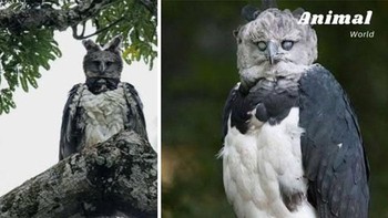 Elang harpy, raja hutan hujan Amerika Tengah dan Selatan, hidup di tajuk hutan tropis dari Meksiko hingga Brasil. Dengan bulu hitam-putih, jambul ganda, dan cakar seukuran beruang grizzly, elang soliter ini berburu monyet dan kungkang dengan siluman. Meski hampir terancam karena deforestasi, mereka membangun sarang besar di pohon untuk generasi. Elang harpy yang kuat dapat membawa mangsa seberat tubuhnya sendiri. Foto: Boredpanda