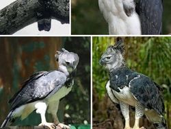 Deretan Hewan Unik di Dunia yang Jarang Orang Ketahui