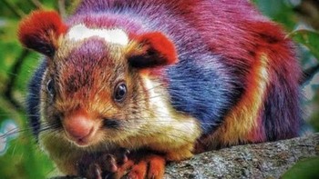 Tupai Raksasa MalBeing a native to the dense tropical forests of South Indias Western Ghats, the Malabar Giant Squirrel thrives in old-growth canopies, leaping gracefully between tall trees. Its vibrant orange-brown-cream fur, long bushy tail, and sharp claws aid navigation. Diurnal and solitary, it eats fruits, nuts, and flowers, nesting in tree hollows. Near Threatened due to logging and agriculture, protected areas are vital. It leaps over 6 meters, rarely touching the ground. Foto: Boredpanda