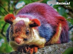 Deretan Hewan Unik di Dunia yang Jarang Orang Ketahui