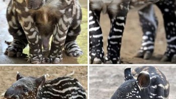 Bayi tapir Malaya, dengan bulu cokelat bergaris dan berbintik putih menyerupai semangka, menghuni hutan hujan Asia Tenggara, seperti Malaysia dan Sumatra. Pola kamuflase ini melindungi mereka dari predator, memudar saat dewasa menjadi hitam-putih. Pemalu, nokturnal, dan perenang ulung, mereka makan susu lalu daun dan buah, membantu penyebaran benih. Terancam punah karena deforestasi dan perburuan, kurang dari 2.500 ekor tersisa. Foto: Boredpanda