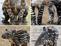 Deretan Hewan Unik di Dunia yang Jarang Orang Ketahui