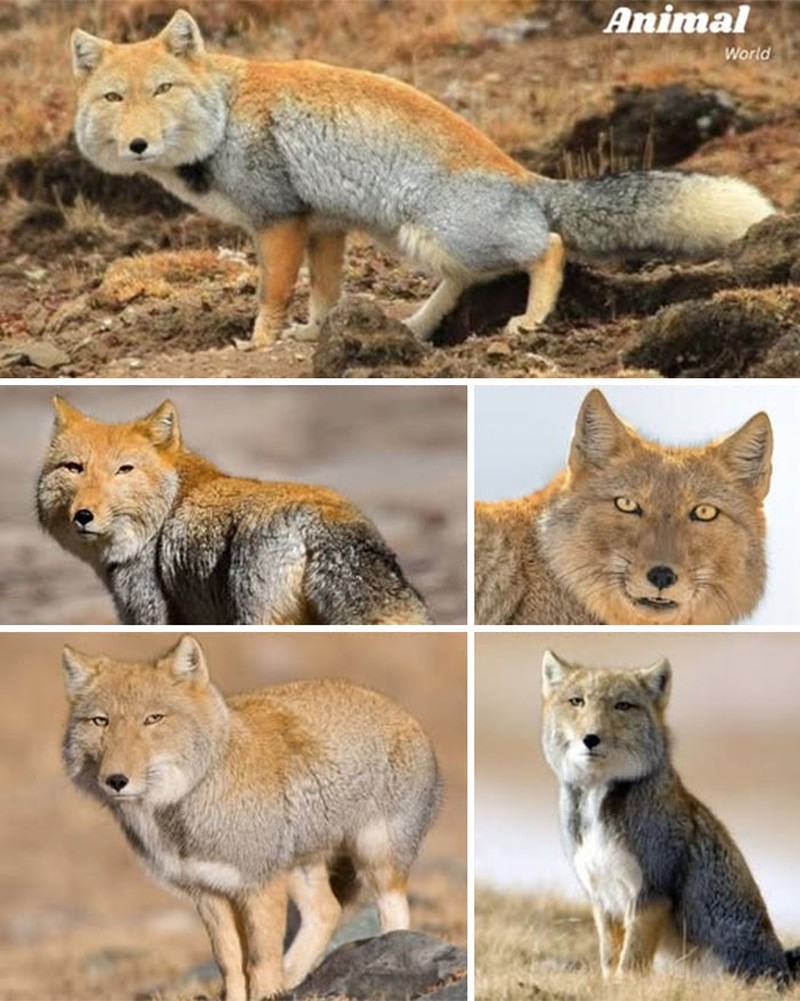 Hewan Unik di Dunia yang Jarang Orang Ketahui