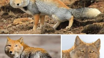 Rubah Tibet, canid kecil dengan wajah persegi dan bulu tebal kecokelatan, menghuni padang rumput dan stepa alpine Dataran Tinggi Tibet di atas 3.000 meter. Berburu pika dan mamalia kecil saat fajar dan senja, rubah soliter ini beradaptasi sempurna untuk lingkungan ekstrem. Meski berstatus Paling Tidak Mengkhawatirkan, perubahan habitat mengancam populasinya. Dengan ekor lebat dan trot penuh perhitungan, rubah Tibet adalah pemburu efisien dataran tinggi. Foto: Boredpanda