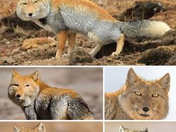 Deretan Hewan Unik di Dunia yang Jarang Orang Ketahui