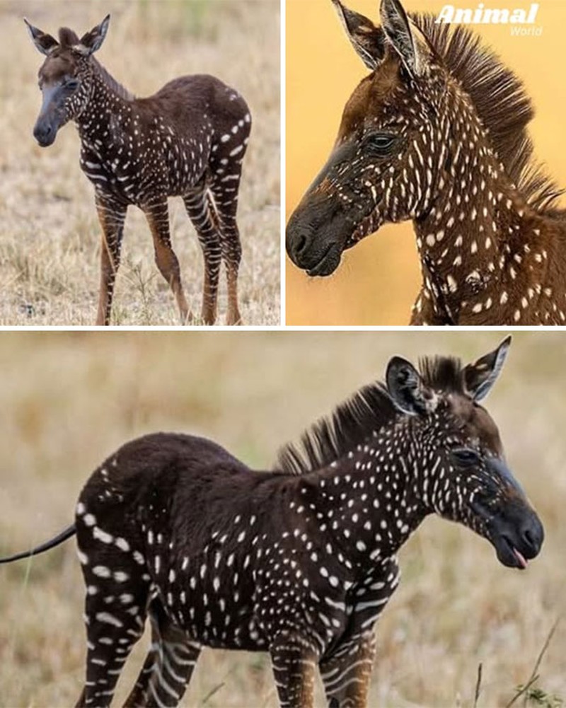 Hewan Unik di Dunia yang Jarang Orang Ketahui