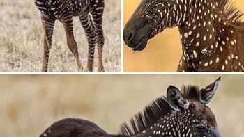 Tira, zebra berbintik langka dari sabana Afrika Timur, menonjol dengan pola bintik gelap tidak teratur akibat mutasi genetik, berbeda dari garis-garis zebra biasa. Tinggal di padang rumput, ia merumput dan bersosialisasi seperti zebra lain, membantu menjaga ekosistem. Meski tidak terancam, keunikan genetik Tira perlu dilindungi. Dengan tubuh kuat dan mata ekspresif, Tira adalah karya seni alam yang memukau dan langka. Foto: Boredpanda